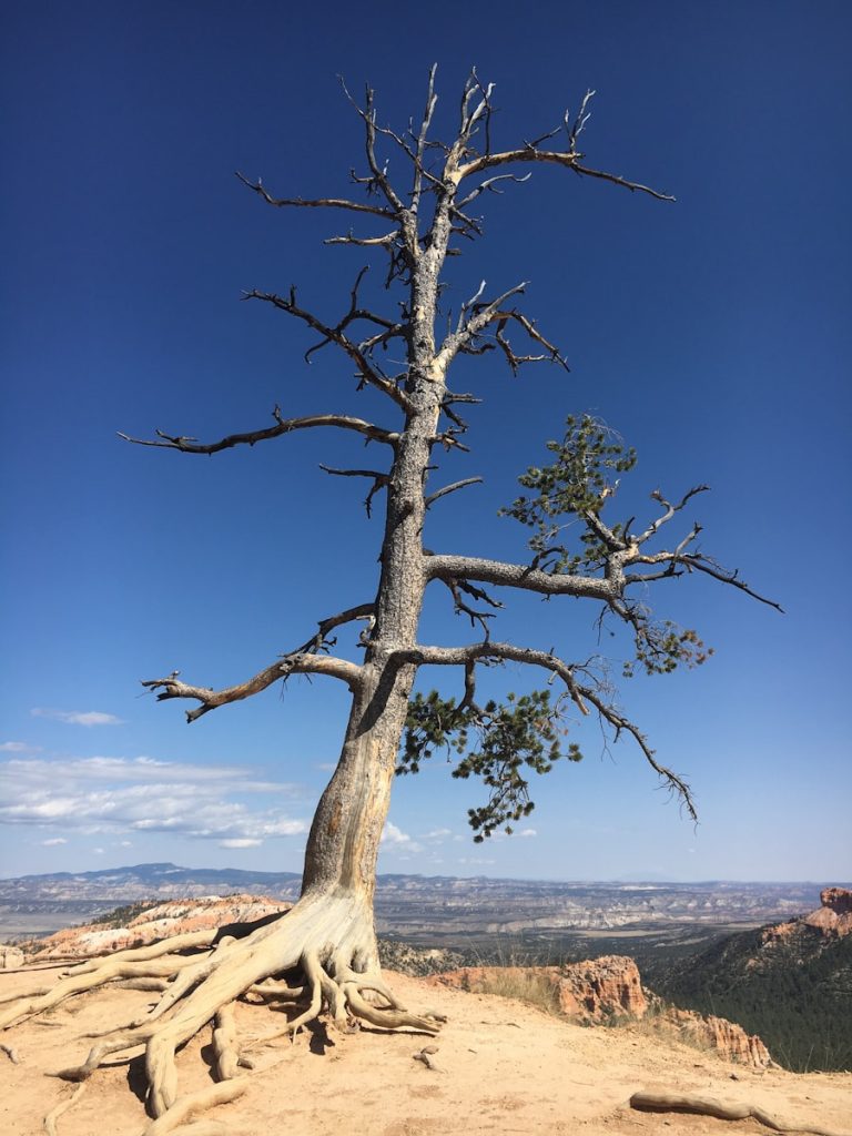 leafless tree on brown sand under blue sky during daytime