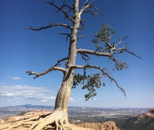 leafless tree on brown sand under blue sky during daytime
